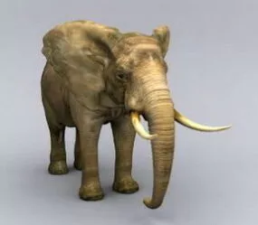 Elephant 3d model