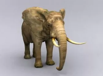 Elephant 3d model Elephant 3d model
