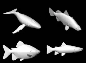 63 Kinds Of Fish 3d model 63 Kinds Of Fish 3d model