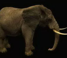 African Elephant 3d model