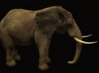 African Elephant 3d model African Elephant 3d model