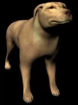 Dog Pedigree 3d model Dog Pedigree 3d model