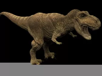Animal Tyrannosaurus 3d model Animal Tyrannosaurus 3d model