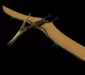 Animal  Pteranodon Dinosaur 3d model