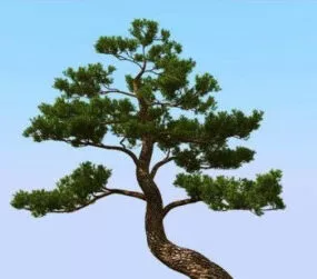 Japanese Pine Tree 3d model