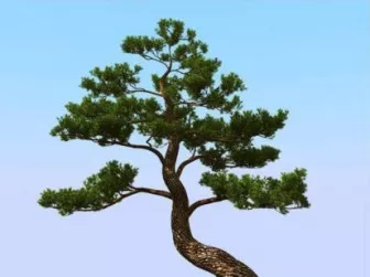 Japanese Pine Tree 3d model Japanese Pine Tree 3d model