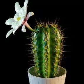 White Flower Cactus 3d model