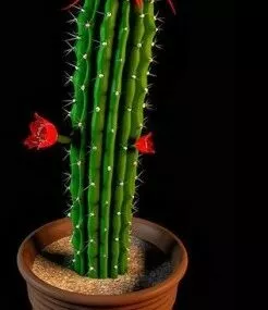Plants Cactus Flower 3d model