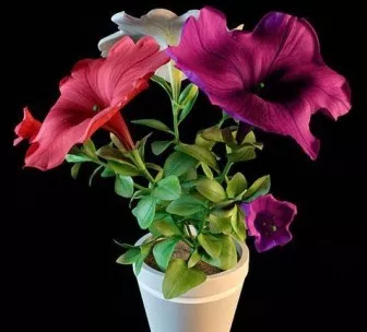 The Potted Plants Colorful Violet Flowers 3d model The Potted Plants Colorful Violet Flowers 3d model