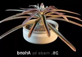The Potted Plants Water Lilies 3d model