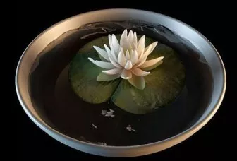 Bonsai Water Lily 3d model Bonsai Water Lily 3d model