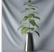 Plant Bonsai Tony Plant 3d model