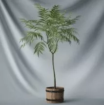 Bonsai Plants Indoor Tree 3d model