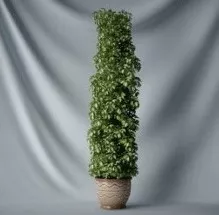 Vines Plant Bonsai 3d model