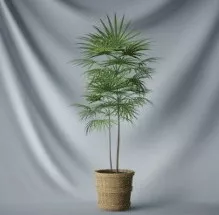 Bonsai  Tree Leaves 3d model