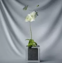 Plant Bonsai Green Flowers 3d model