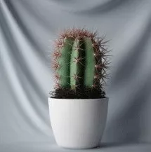 Bonsai Cactus 3d model