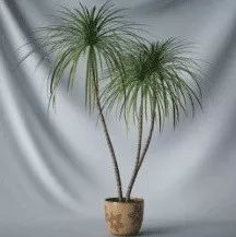 Bonsai Small Pine Tree 3d model