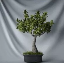 Japanese Bonsai Plant 3d model