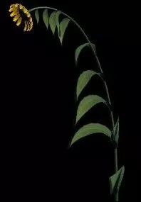 Sunflower  2 (mb Format) 3d model