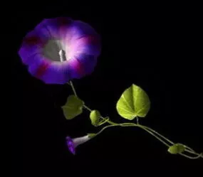 Morning Glory Plant 3d model
