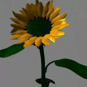 Sunflower 3d model