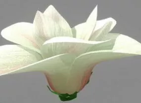 Magnolia Plant 3d model