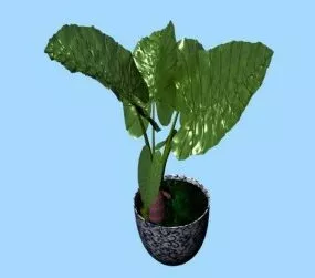 Indoor Bonsai 3d model