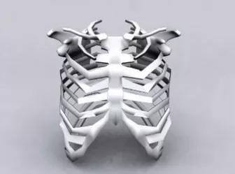Human Ribs Skeleton 3d model Human Ribs Skeleton 3d model