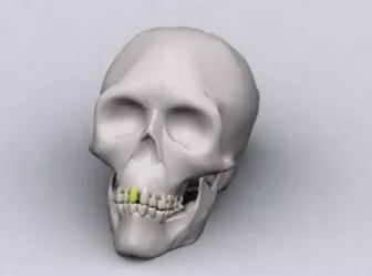 Animal Skull Set 3d model