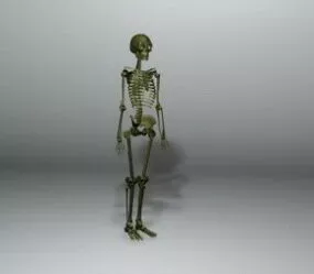 Human Skeleton 3d model
