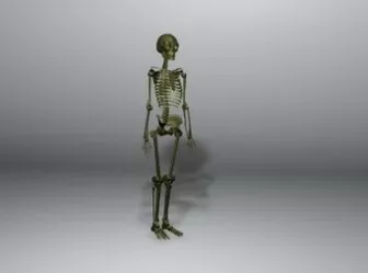 Human Skeleton 3d model Human Skeleton 3d model