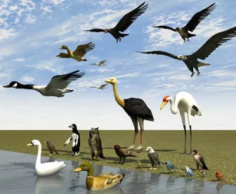Some Birds Penguin Stork Duck Vulture… 3d model Some Birds Penguin Stork Duck Vulture… 3d model