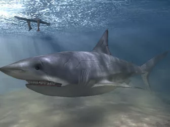 Meg Shark 3d model Meg Shark 3d model