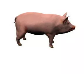 Pig 3d model