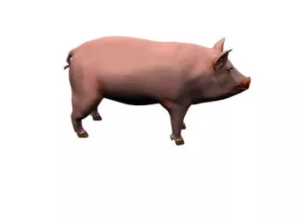 Pig 3d model Pig 3d model