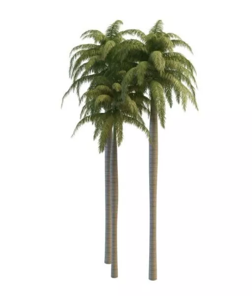 Florida Royal Palms 3d model Florida Royal Palms 3d model