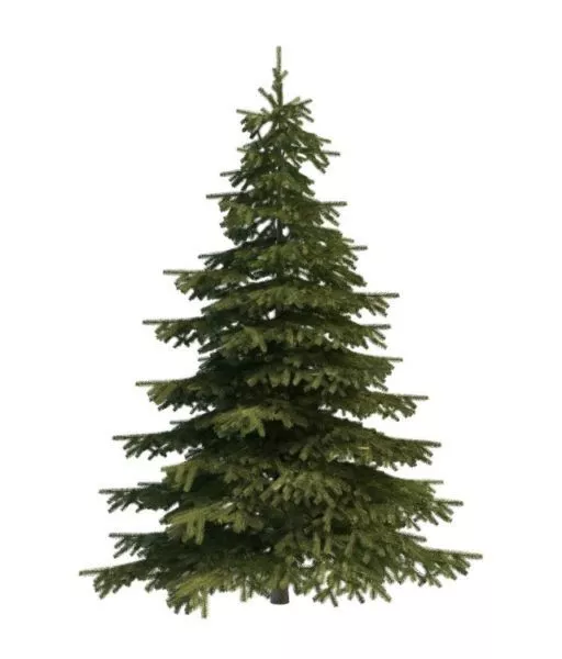Mountain Spruce Tree 3d model Mountain Spruce Tree 3d model