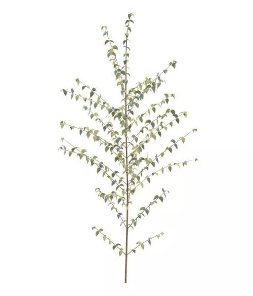 Small Spring Tree 3d model Small Spring Tree 3d model