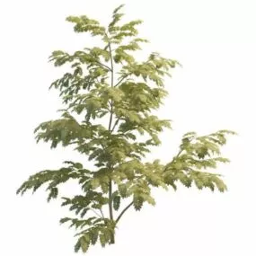 Persian Silk Tree 3d model
