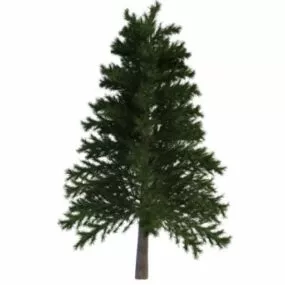 Japanese Red Pine 3d model