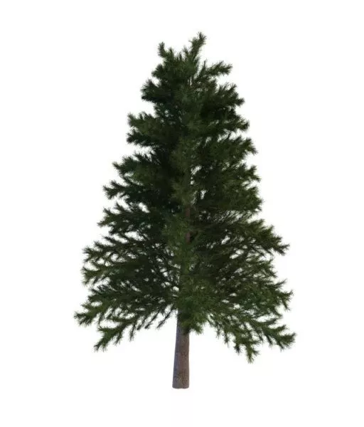 Japanese Red Pine 3d model Japanese Red Pine 3d model