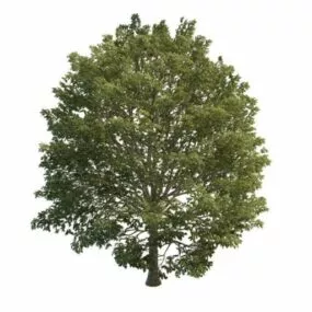 European Hornbeam Tree 3d model