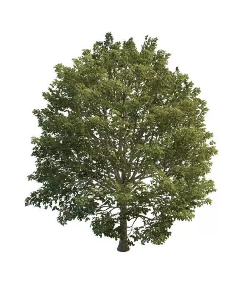 European Hornbeam Tree 3d model European Hornbeam Tree 3d model