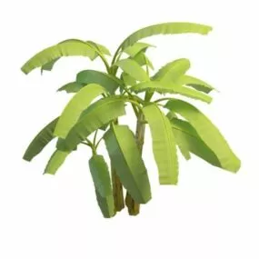 Banana Plants 3d model