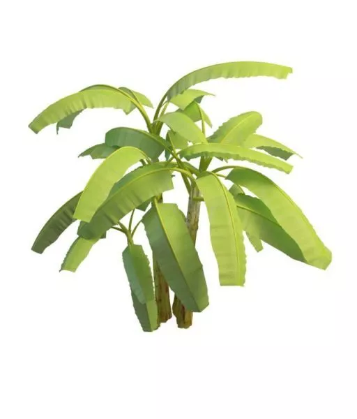 Banana Plants 3d model Banana Plants 3d model