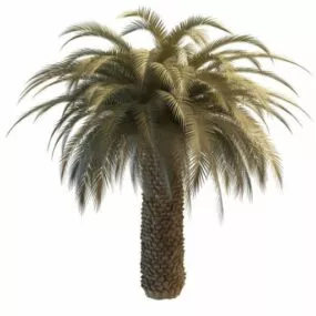 Desert Palm Tree 3d model