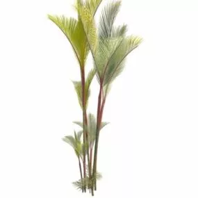 Red Palm 3d model
