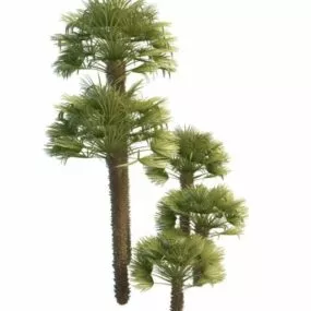 Windmill Palms 3d model