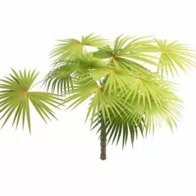 Latania Fan Palm Tree 3d model